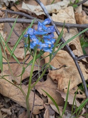 Corydalis ambigua, photograph (c) Repina Tatyana, some rights reserved (CC BY)