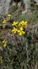 Alyssoides utriculata, photograph (c) Thibaud Aronson, some rights reserved (CC BY-SA)