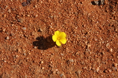 Oxalis bullulata