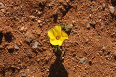Oxalis bullulata