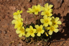 Oxalis haedulipes