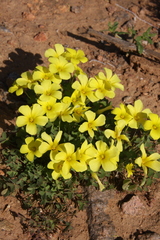Oxalis haedulipes
