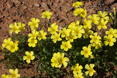 Oxalis haedulipes