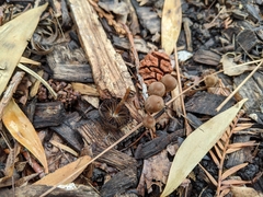 Psathyrella