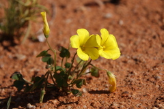 Oxalis copiosa