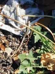 Podarcis siculus siculus