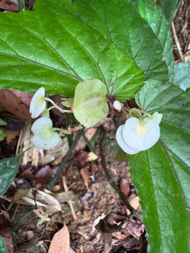 Begonia cumingiana observed 2026-04-28