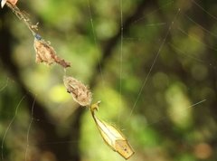 Arachnura melanura