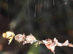 Arachnura melanura