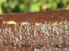 Arachnura melanura