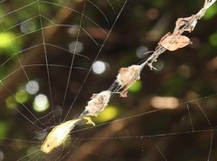 Arachnura melanura