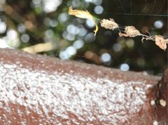 Arachnura melanura