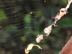 Arachnura melanura