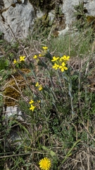 Alyssoides utriculata, photograph (c) Thibaud Aronson, some rights reserved (CC BY-SA)