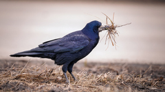 Corvus frugilegus