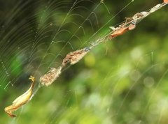 Arachnura melanura
