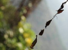 Arachnura melanura