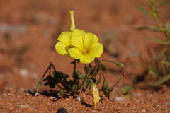 Oxalis copiosa