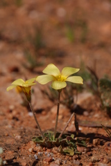 Oxalis copiosa
