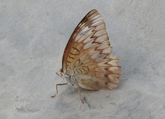 Euthalia monina monina