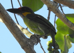Psilopogon chrysopogon