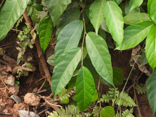 Ficus heteropleura observed 2026-04-27