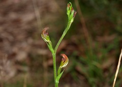 Pterostylis clivosa