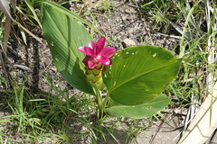 Curcuma australasica