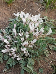 Astragalus borodinii