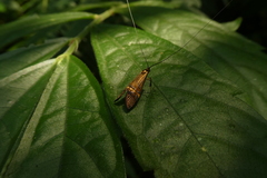 Nemophora degeerella