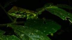 Diploderma polygonatum