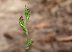 Pterostylis clivosa