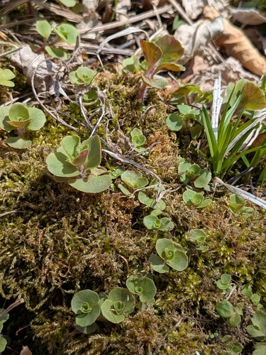 Chrysosplenium pilosum, photograph 6