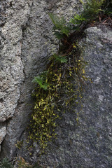 Dendrobium pugioniforme