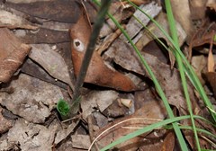 Pterostylis clivosa