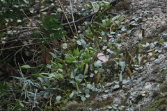 Dendrobium pugioniforme