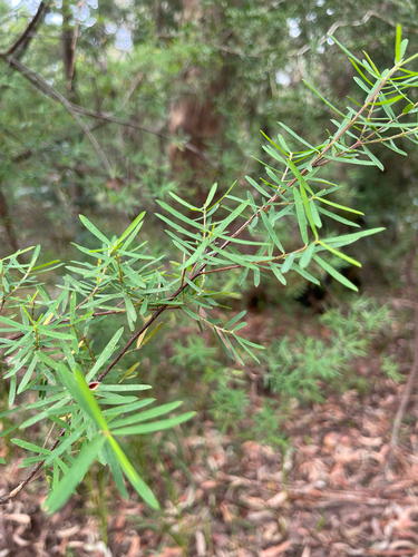 Pultenaea blakelyi observed 2026-04-22