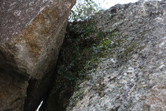 Dendrobium pugioniforme