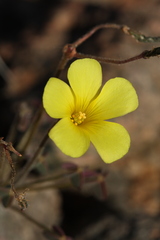 Oxalis haedulipes