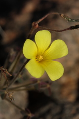 Oxalis haedulipes