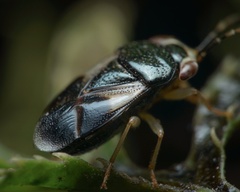 Geocoris flaviceps