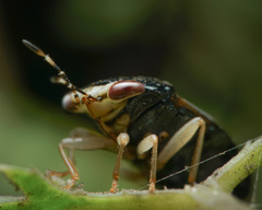 Geocoris flaviceps