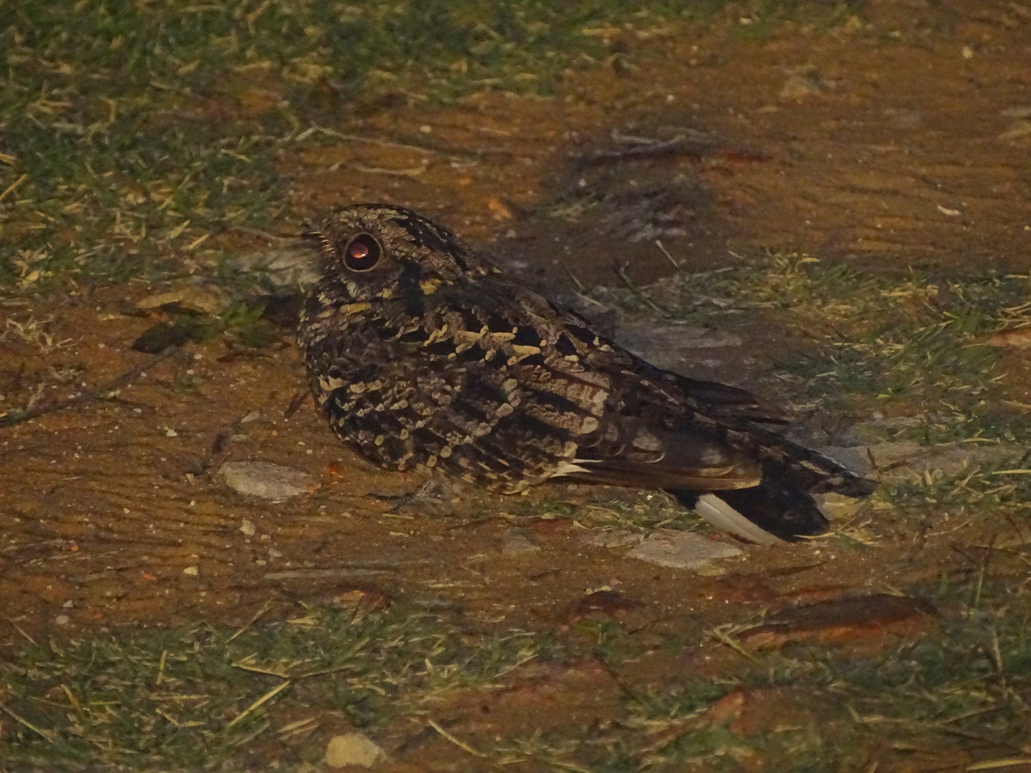 Fiery-necked Nightjar (Caprimulgus pectoralis), photo 1