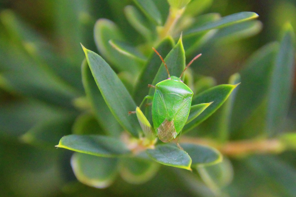 Parocirrhoe woodwardi