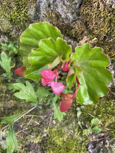 Begonia cucullata observed 2026-04-27