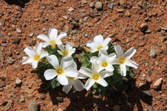 Oxalis annae