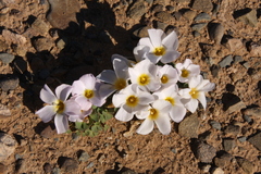 Oxalis annae
