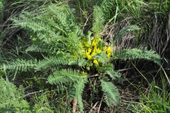 Astragalus chlorodontus