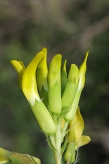 Astragalus chlorodontus