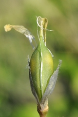 Astragalus chlorodontus